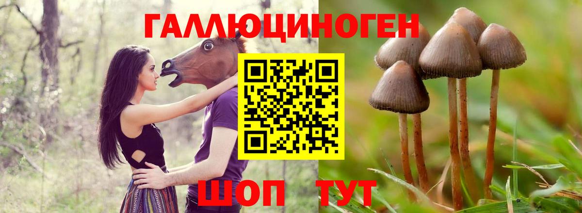 Галлюциногенные грибы Psilocybe Алушта